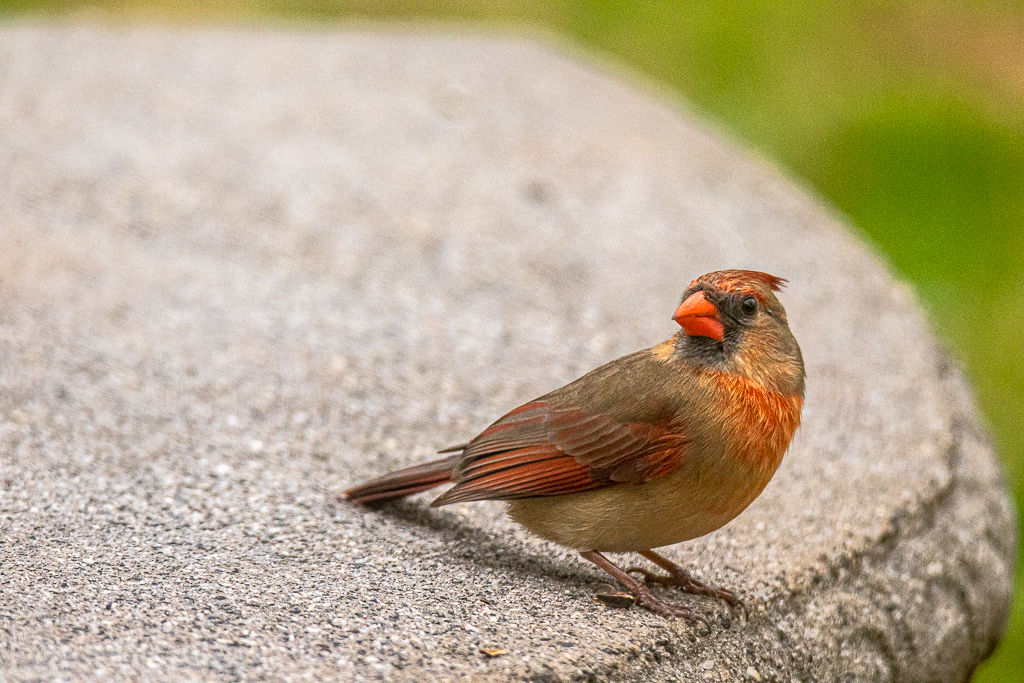 Backyard Birds NH-9954.jpg